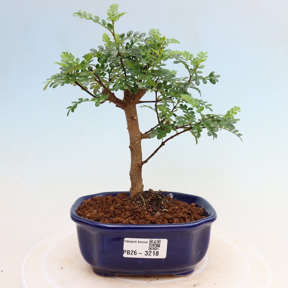 Salle bonsaï - Zantoxylum piperitum - arbre à poivre