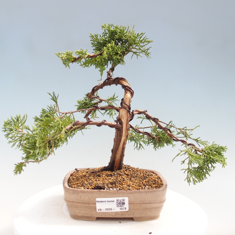 Bonsaï d'extérieur - Juniperus chinensis Kishu