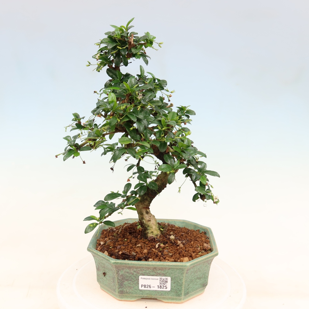 Bonsaï de chambre - Carmona macrophylla - Tea fuki
