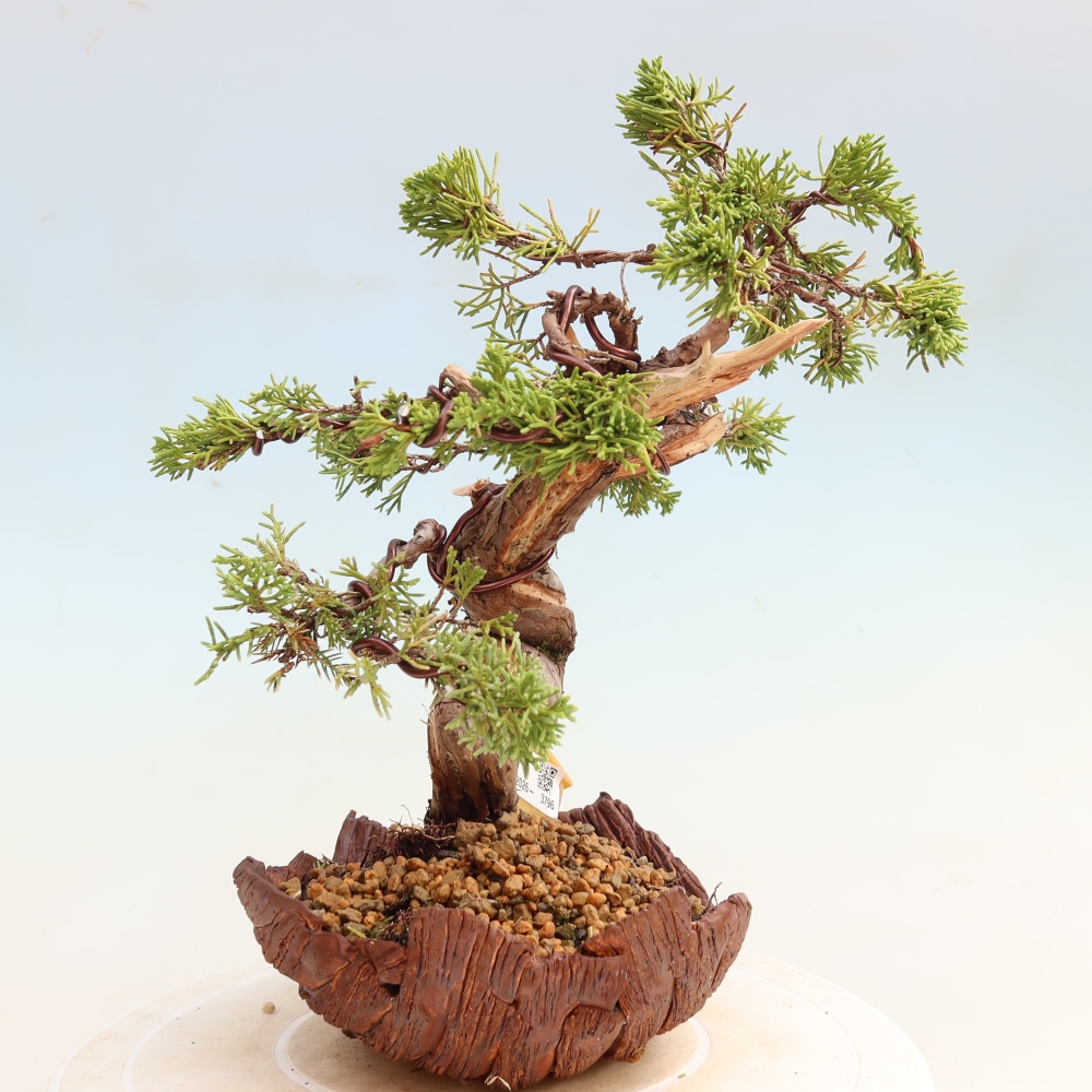 Bonsaï d'extérieur - Juniperus chinensis Itoigawa-Juniperus chinensis