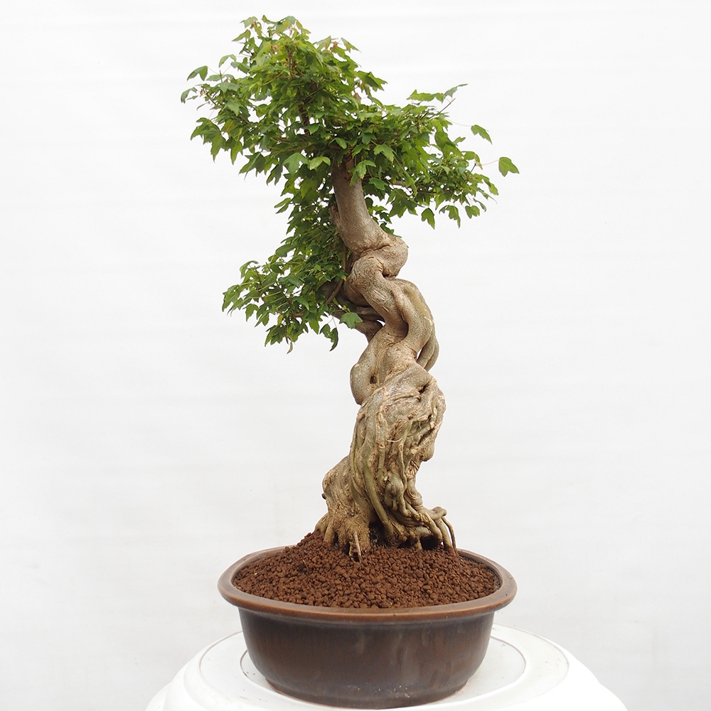 Bonsaï d'extérieur - Acer Buergerianum - Burger Maple