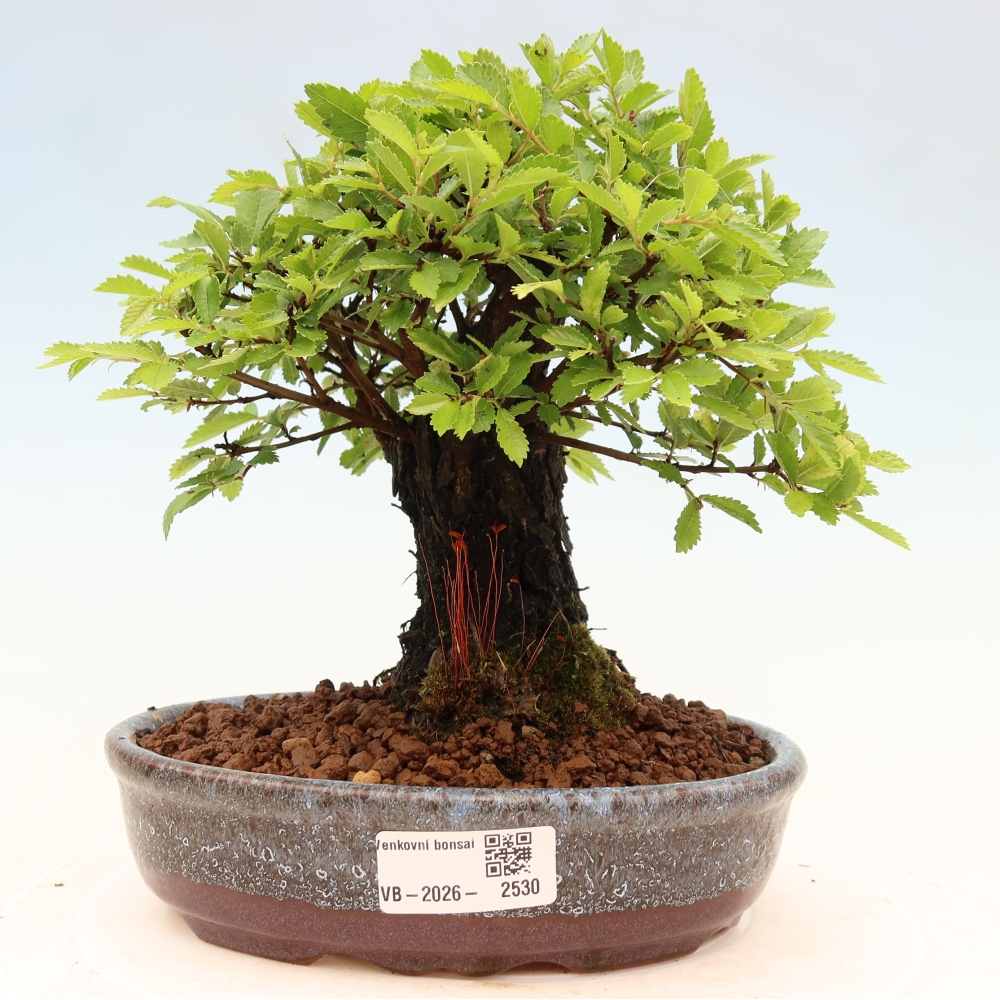 Bonsaï d'extérieur - Zelkova - Zelkova NIRE
