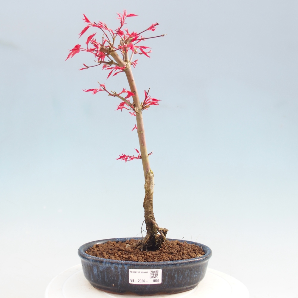 Bonsaï d'extérieur - Acer palmatum DESHOJO