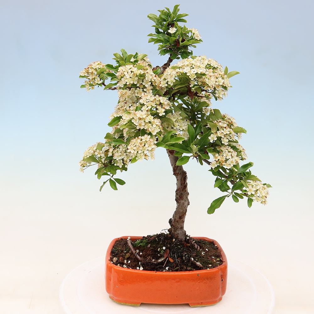Bonsaï d'extérieur - Pyracantha teton - Pyracantha