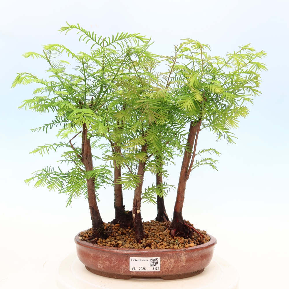 Bonsaï d'extérieur - Metasequoia glyptostroboides - Métaséquoia de Chine - petit bosquet