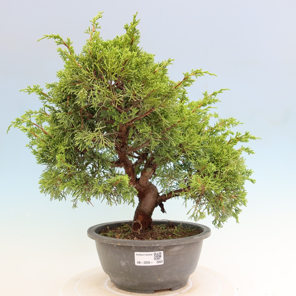 Bonsaï d'extérieur - Juniperus chinensis Itoigawa-Juniperus chinensis