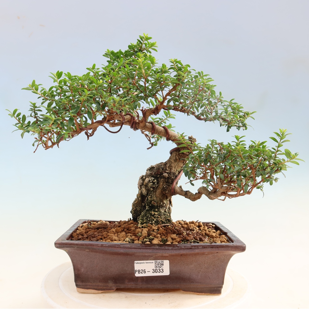 Bonsaï de chambre - Myrtus communis - Myrte