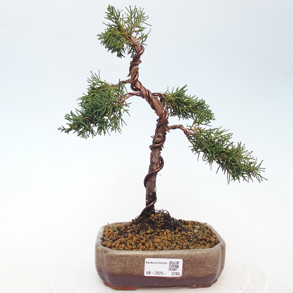 Bonsaï d'extérieur - Juniperus chinensis Kishu
