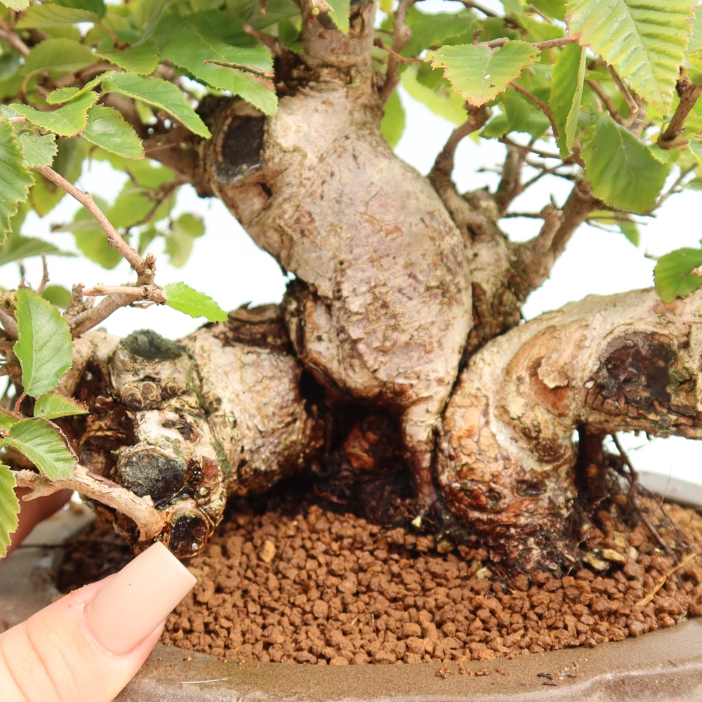Bonsaï d'extérieur -Carpinus CARPINOIDES - Charme de Corée