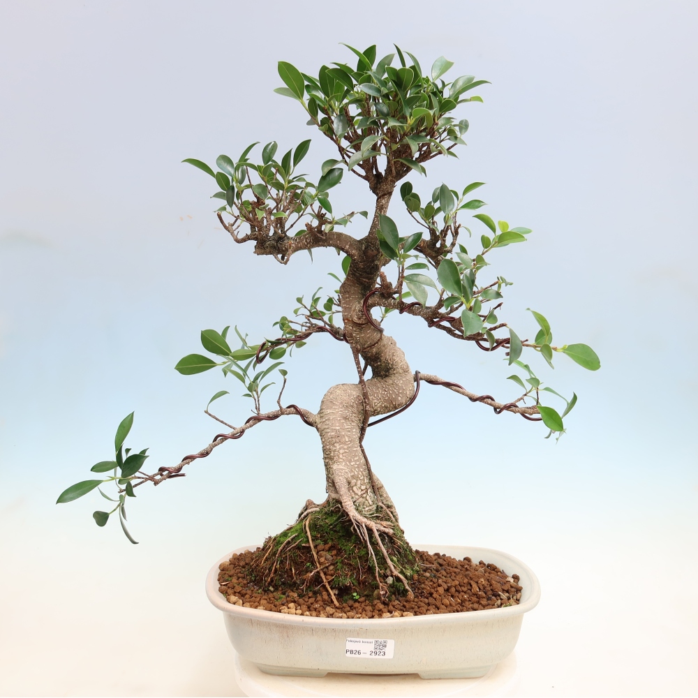 Salle bonsaï - Ficus kimmen - ficus à petites feuilles