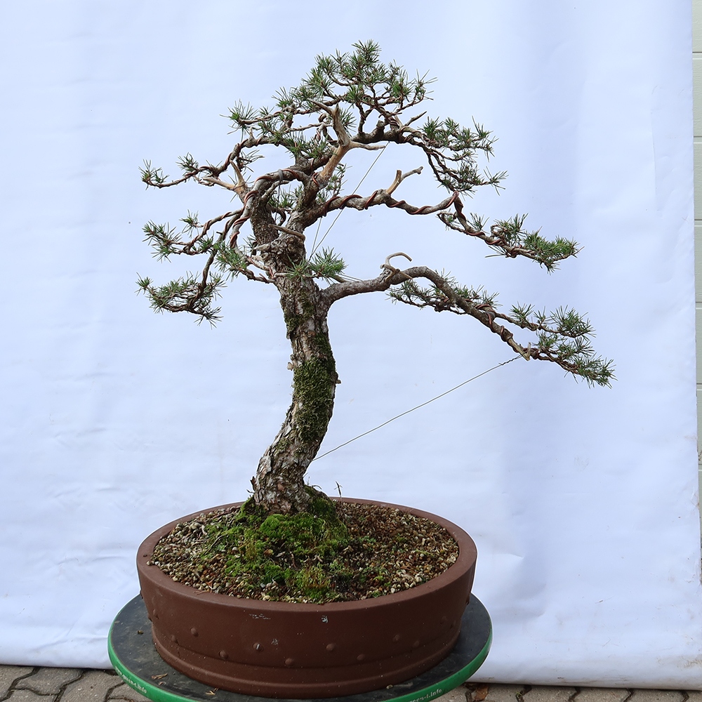 Pinus sylvestris Espagne - pin sylvestre