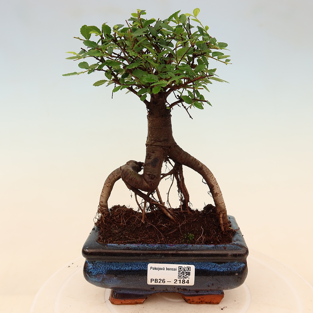 Bonsaï de chambre - Ulmus parvifolia - Orme à petites feuilles