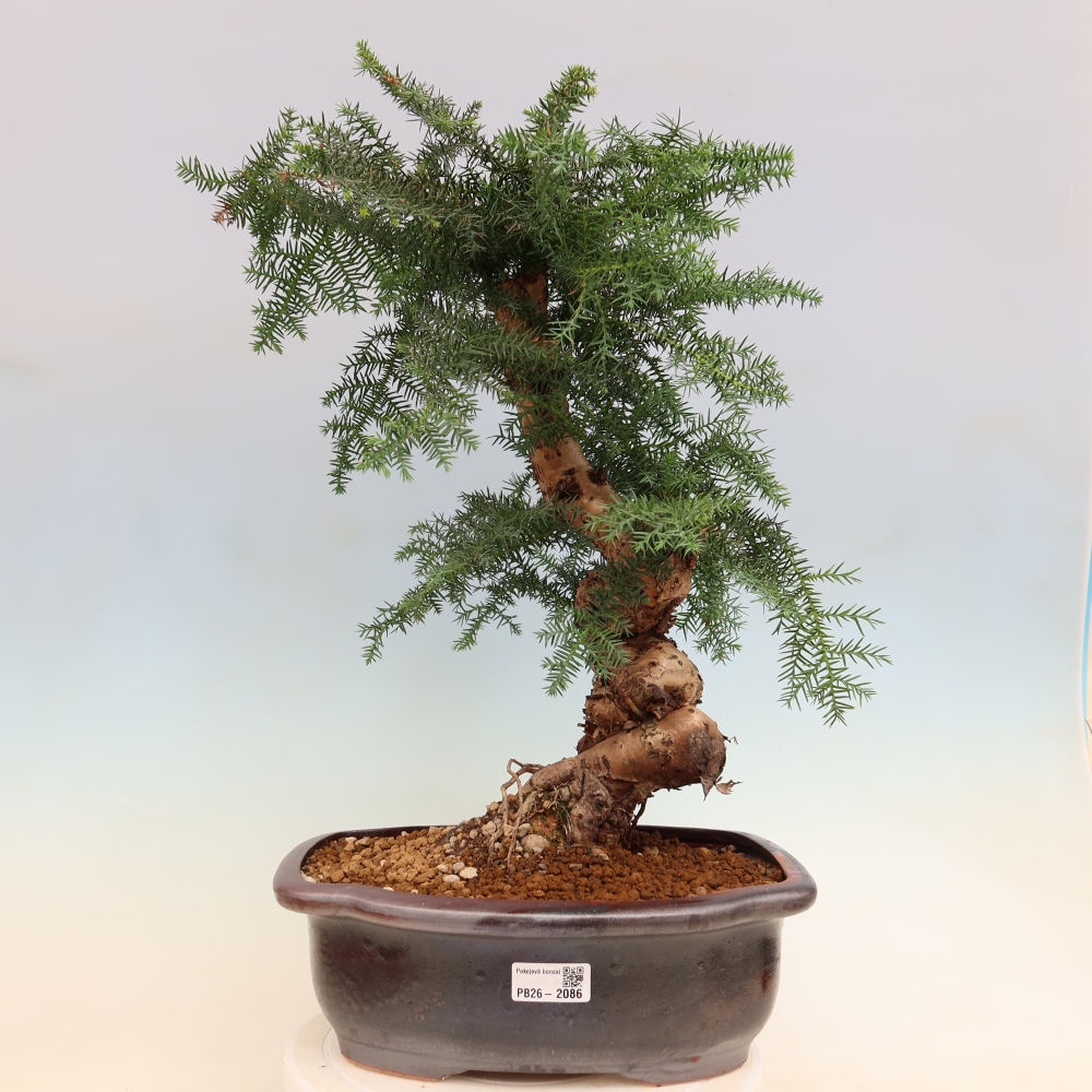 Bonsaï de chambre - Araucaria - épicéa de chambre