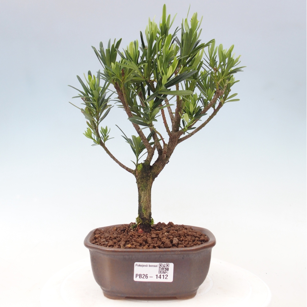 Salle bonsaï - Podocarpus - If en pierre