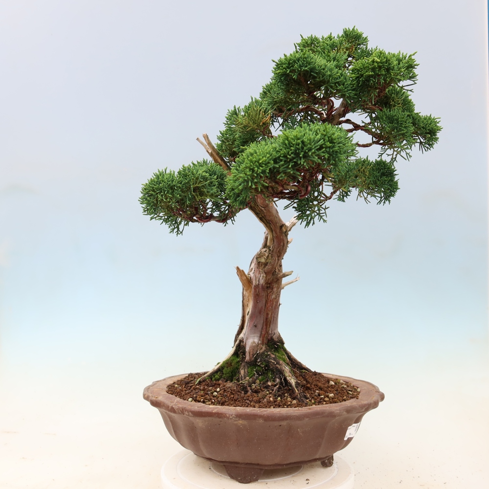Bonsaï d'extérieur - Juniperus chinensis Kishu