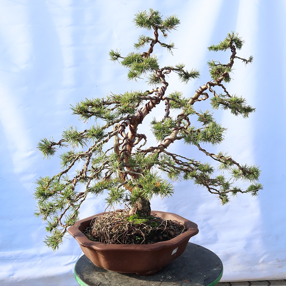 Pinus sylvestris Espagne - pin sylvestre