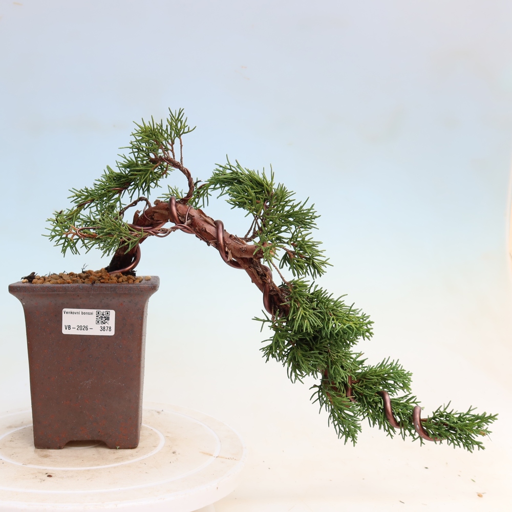 Bonsaï d'extérieur - Juniperus chinensis Kishu