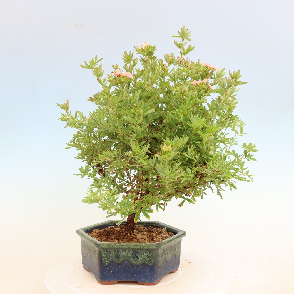 Bonsaï d'extérieur - Potentille arbustive - Potentilla fruticosa Bellissima