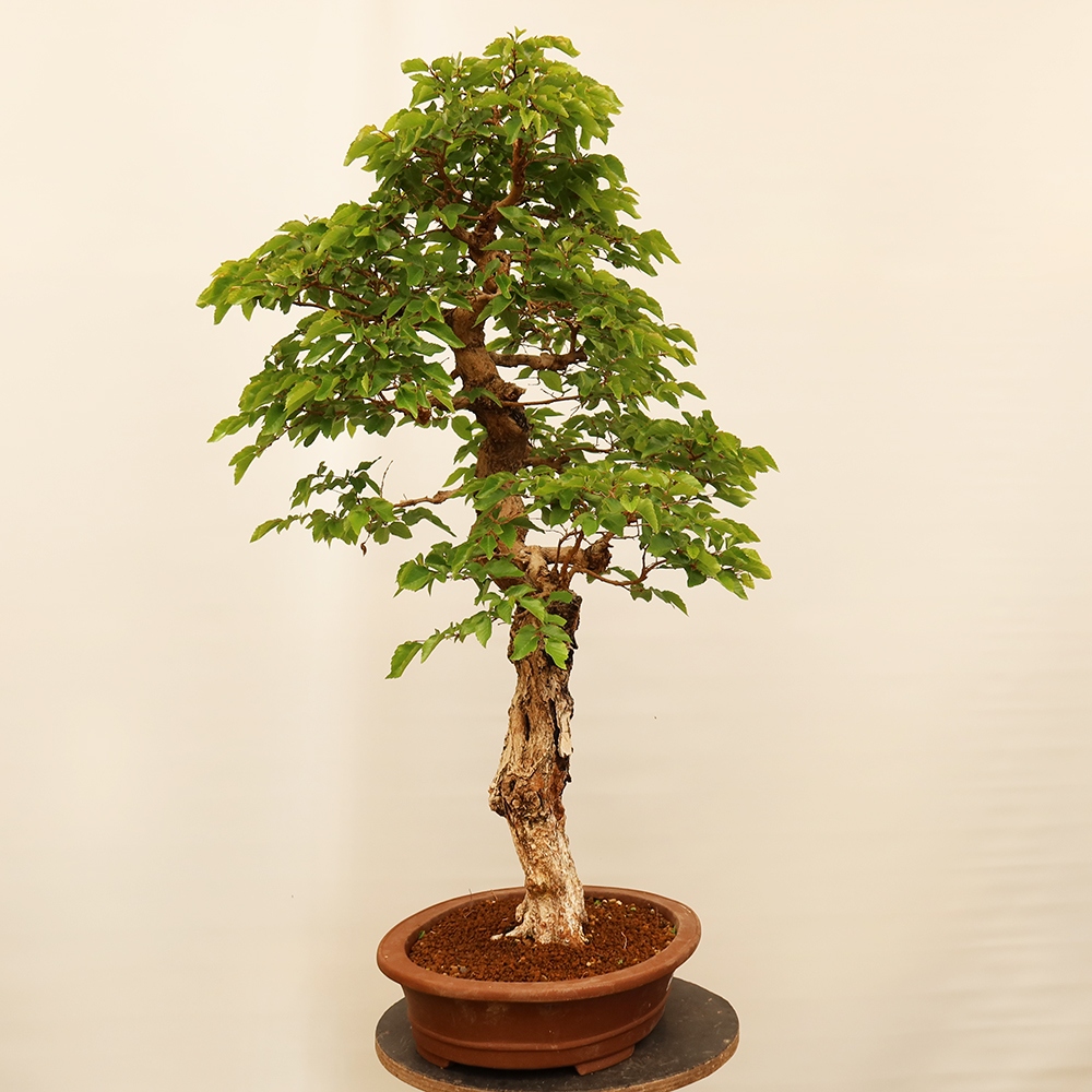 Bonsaï d'extérieur -Carpinus Coreana - Charme de Corée