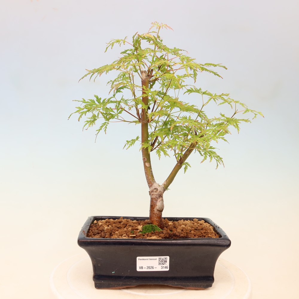 Bonsaï d'extérieur - Acer palmatum Dissectum