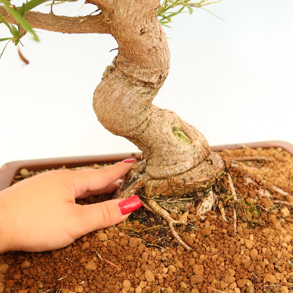 Salle bonsaï - Ficus nerifolia - ficus à petites feuilles