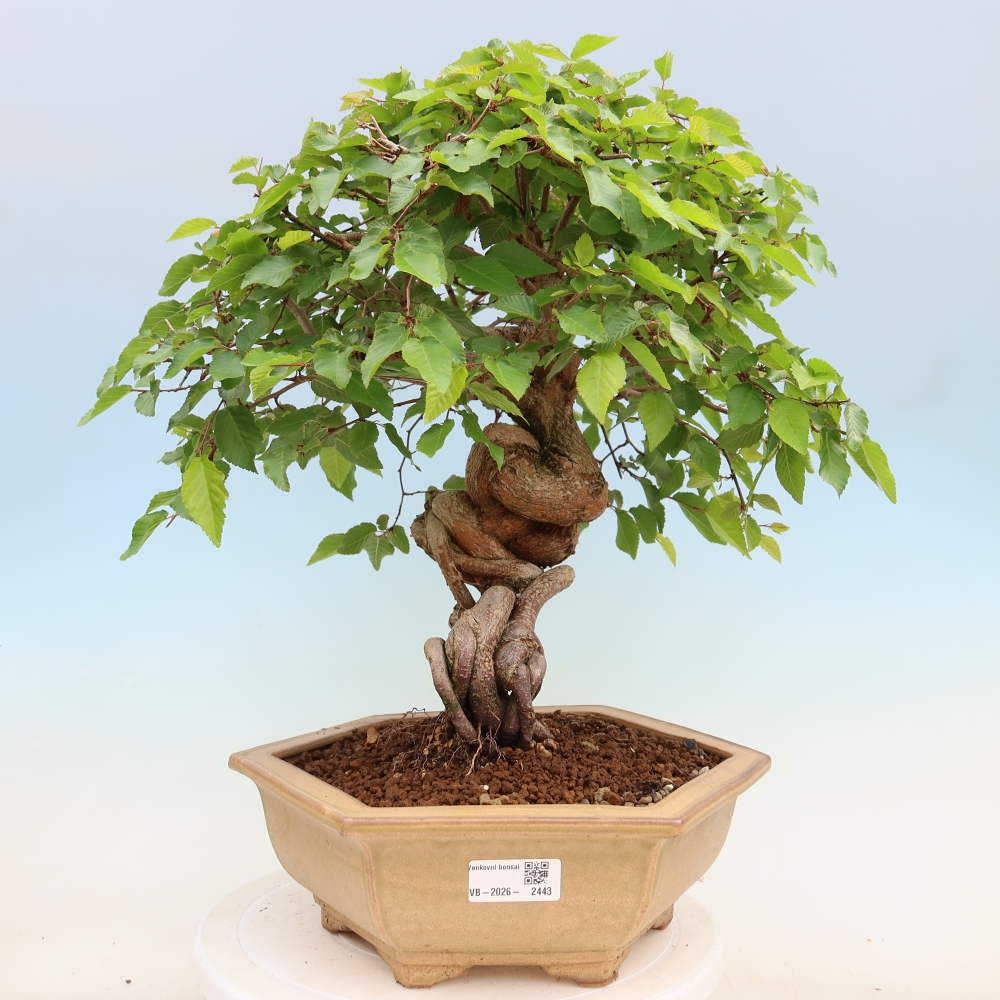 Bonsaï d'extérieur -Carpinus Coreana - Charme de Corée