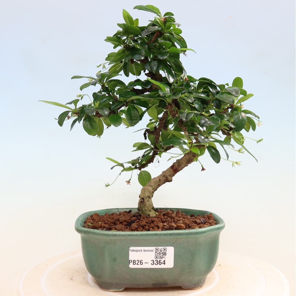 Bonsaï de chambre - Carmona macrophylla - Tea fuki