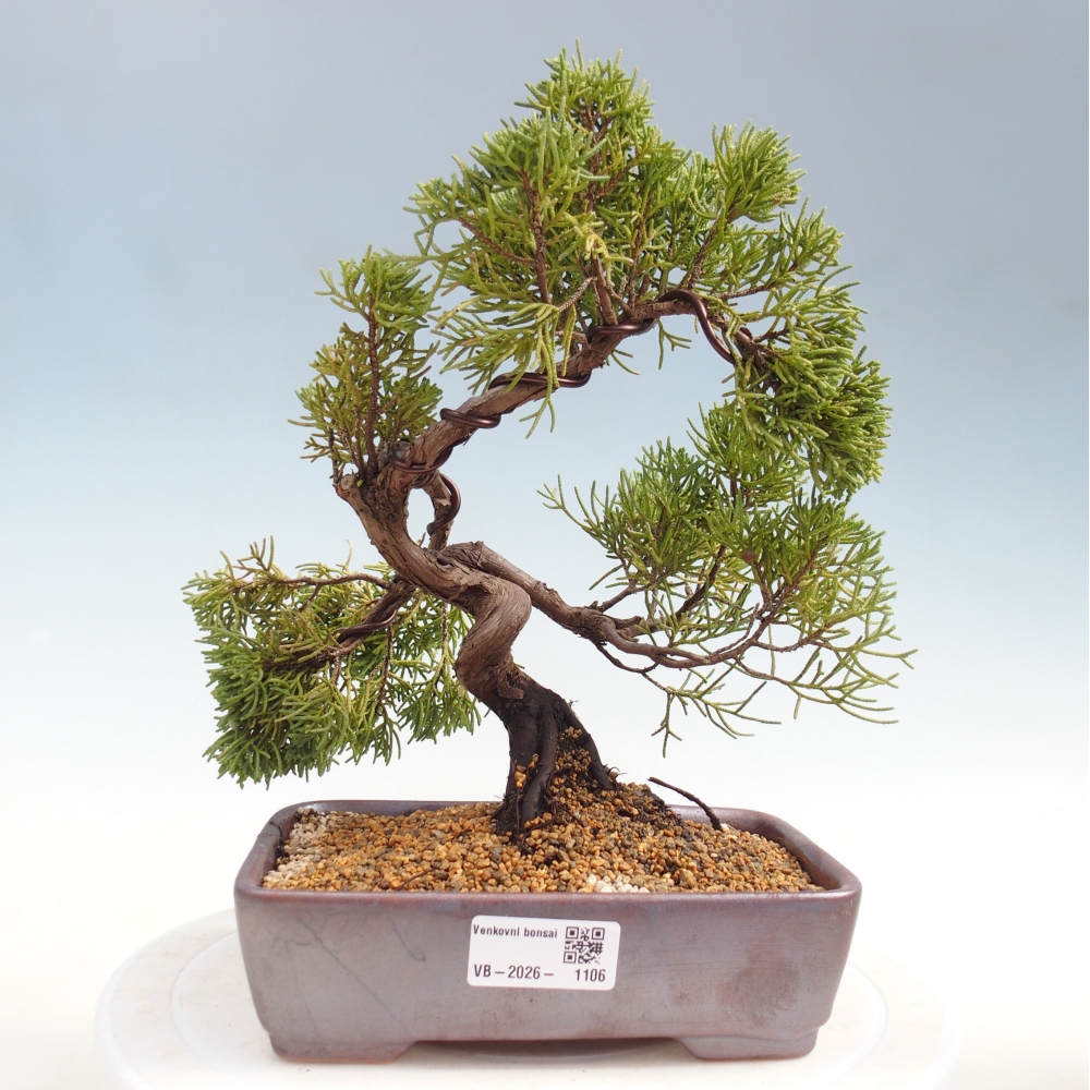 Bonsaï d'extérieur - Juniperus chinensis Kishu