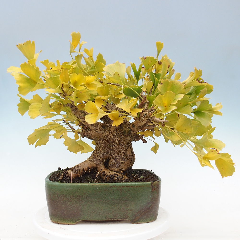 Bonsaïs d'extérieur - Ginkgo biloba - Ginkgo biloba