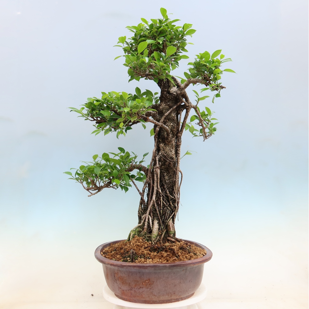 Salle bonsaï - Ficus kimmen - ficus à petites feuilles