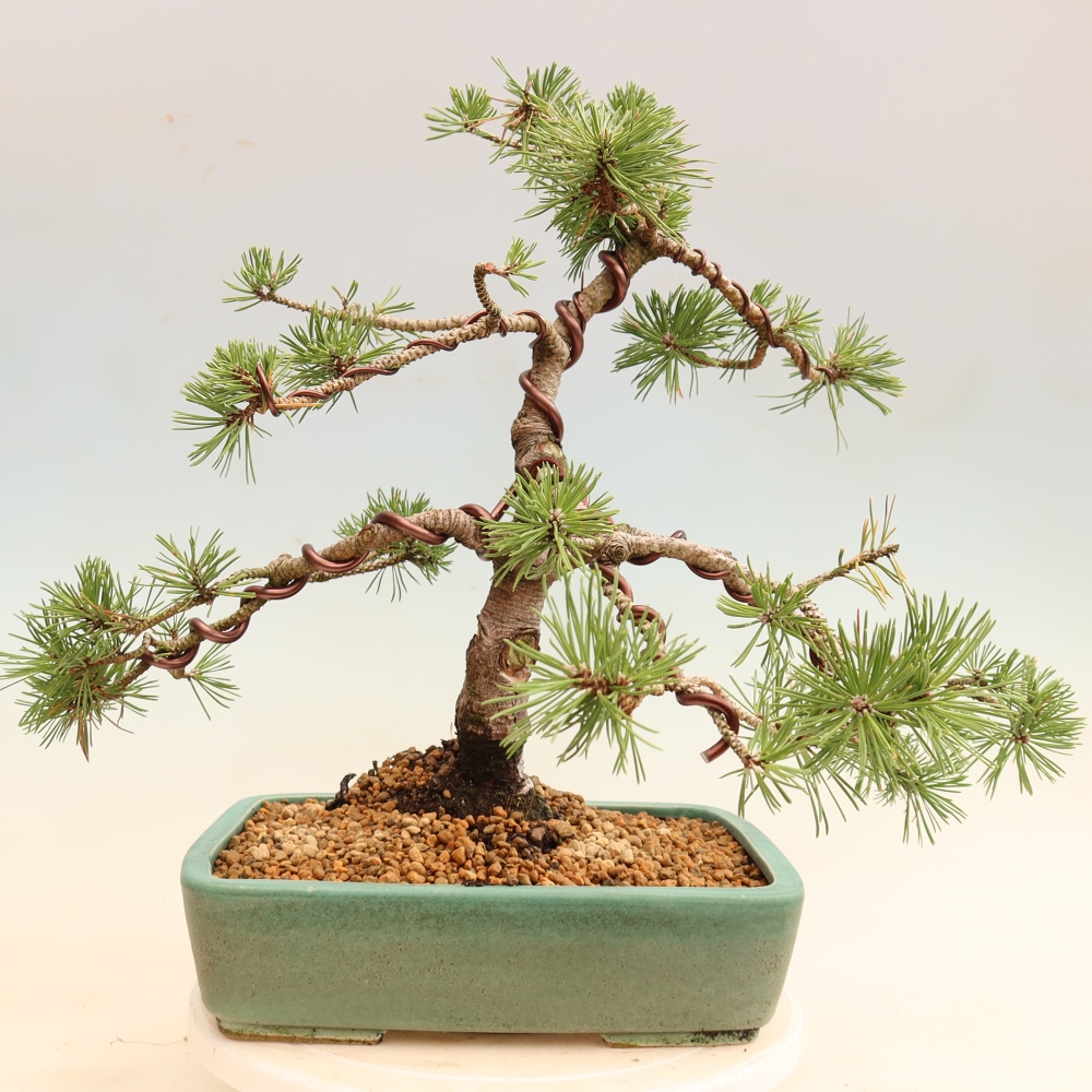 Bonsaï d'extérieur - Pinus mugo Humpy  - Pin nain