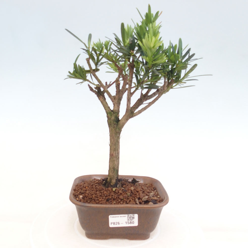 Salle bonsaï - Podocarpus - If en pierre