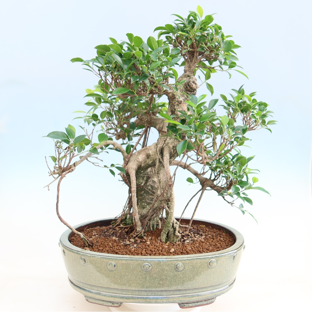 Salle bonsaï - Ficus kimmen - ficus à petites feuilles