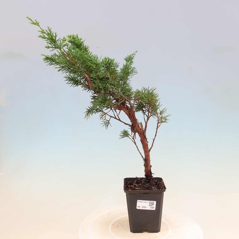 Bonsaï d'extérieur - Juniperus chinensis Kishu