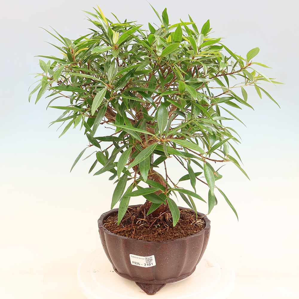 Salle bonsaï - Ficus nerifolia - ficus à petites feuilles