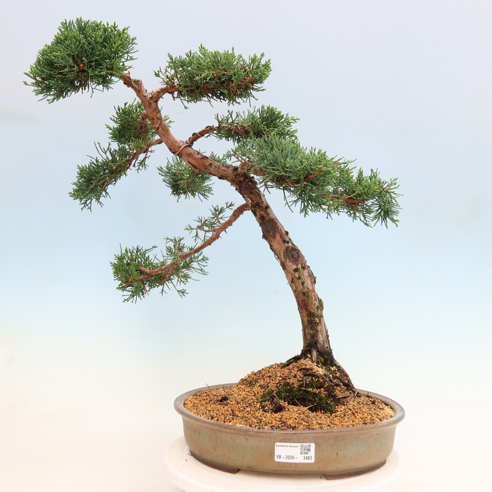 Bonsaï d'extérieur - Juniperus chinensis Kishu