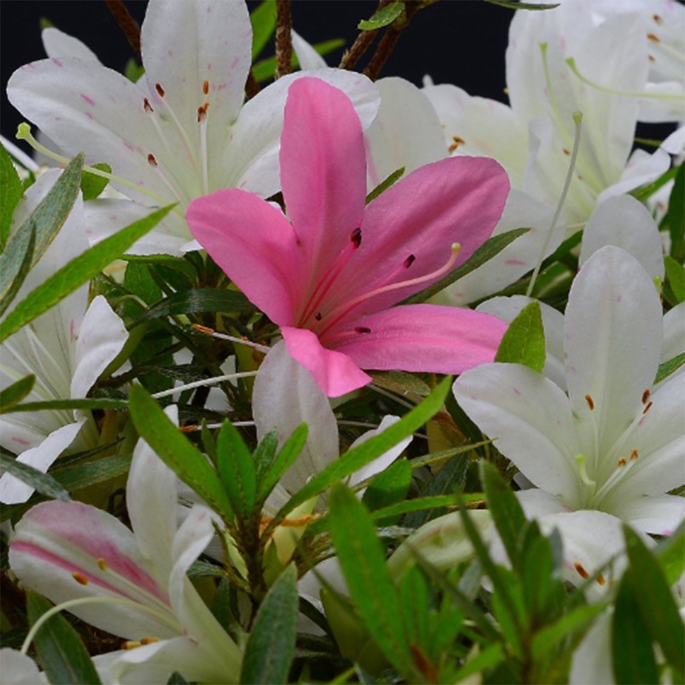 Bonsaï d'extérieur - Azalée japonaise - Azalea Hakurin