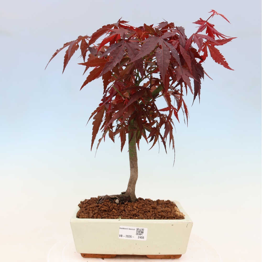 Bonsaï d'extérieur - Acer palm. Atropurpureum-Javor palmate