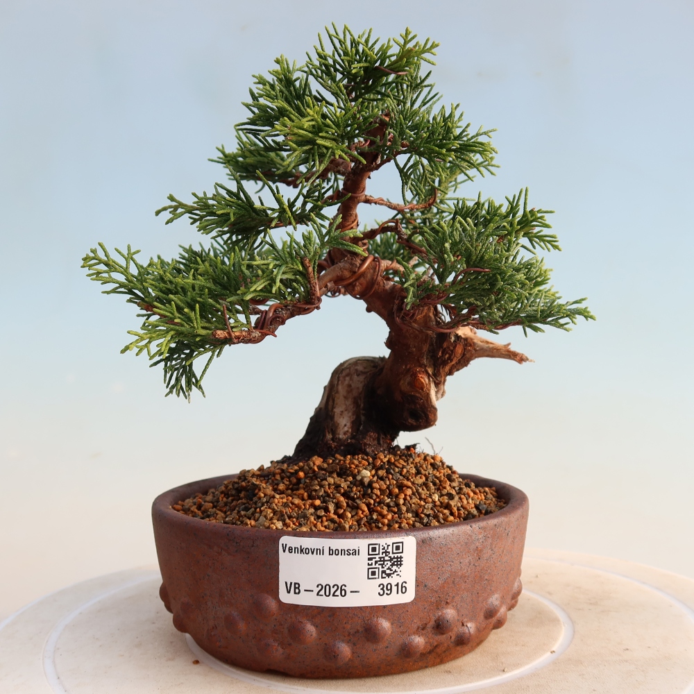 Bonsaï d'extérieur - Juniperus chinensis Itoigawa