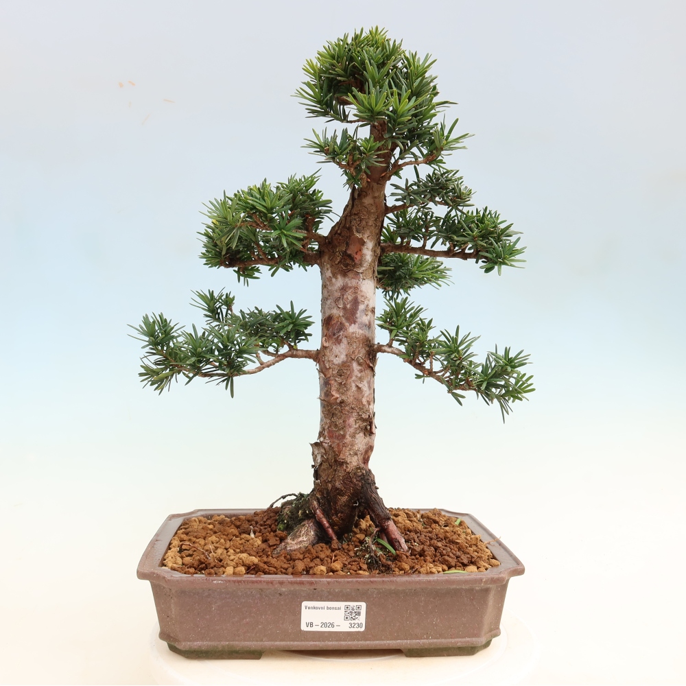 Bonsaï d'extérieur - Taxus cuspidata - If japonais