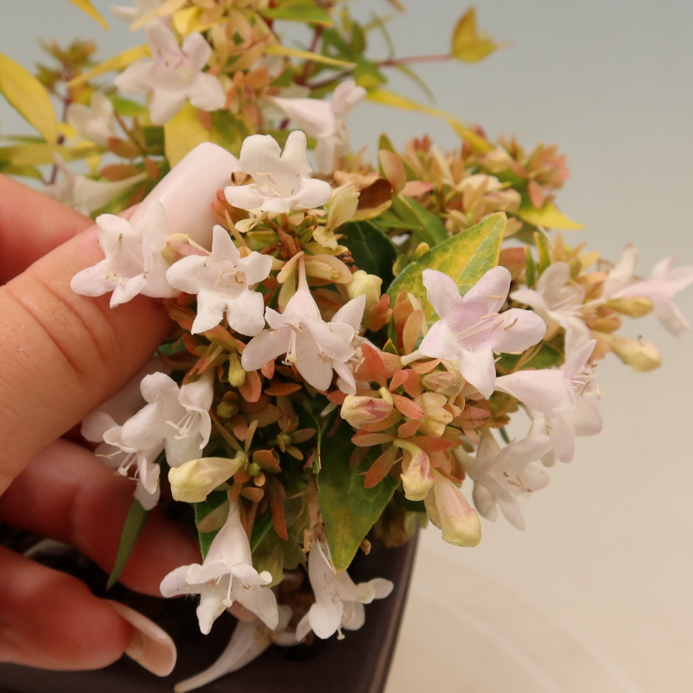Bonsaï d'extérieur - Abelia gr. Kleidoscope - Abélie à grandes fleurs