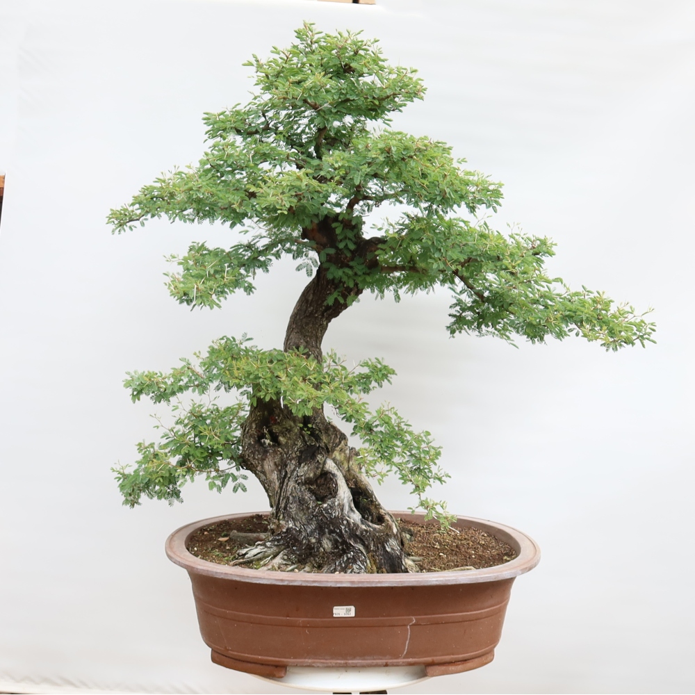 Bonsaï de chambre - Acacias Arabica