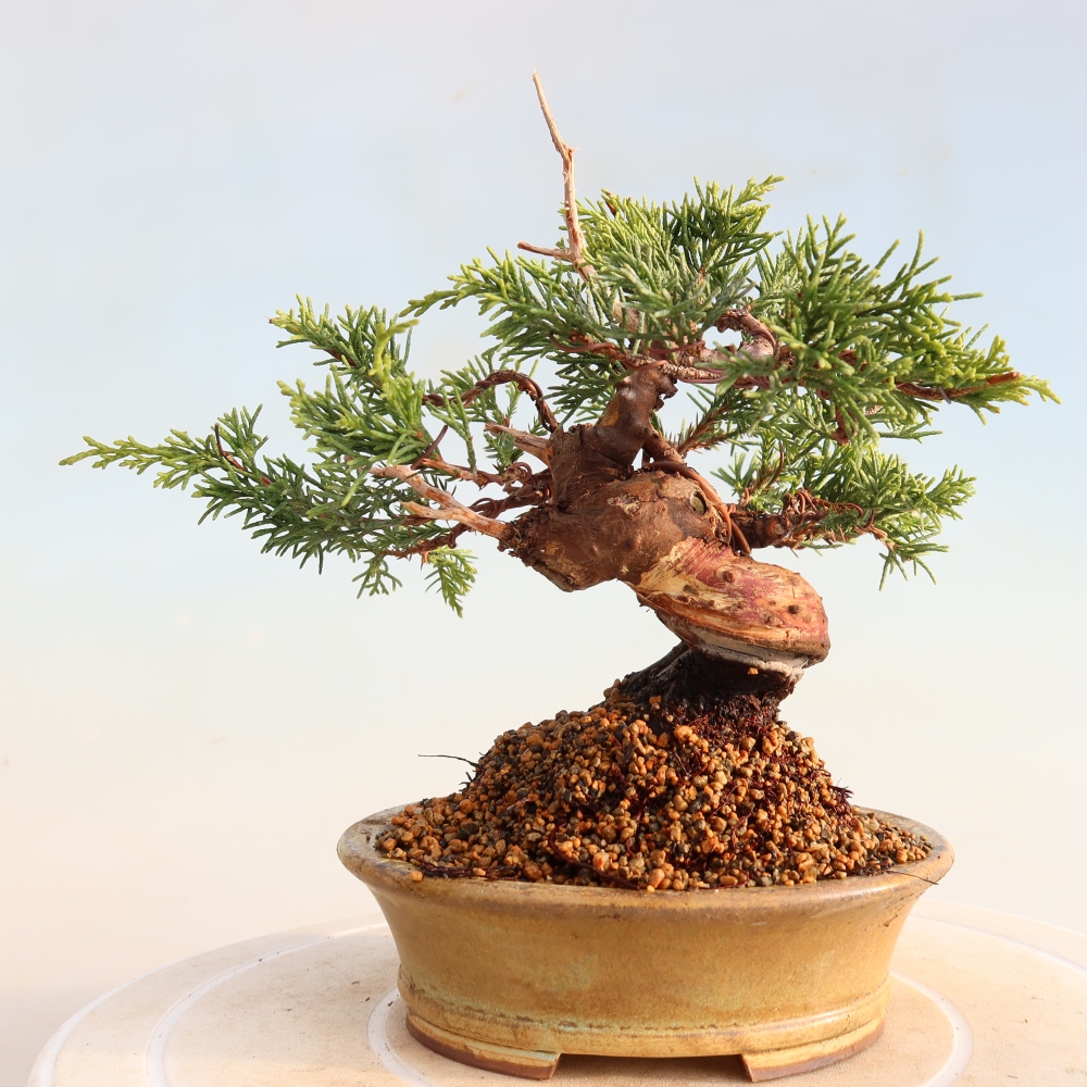Bonsaï d'extérieur - Juniperus chinensis Itoigawa