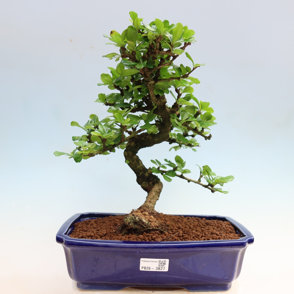 Bonsaï de chambre - Carmona macrophylla - Tea fuki