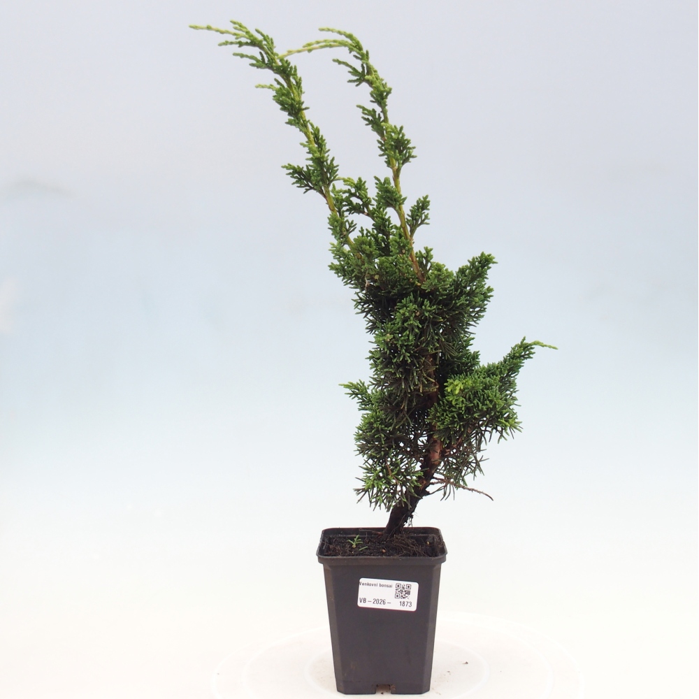 Bonsaï d'extérieur - Juniperus chinensis Kishu