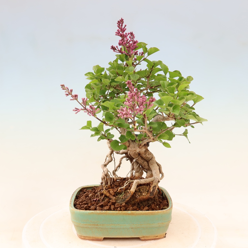 Bonsaï d'extérieur - Syringa microphylla - lilas à petites fleurs