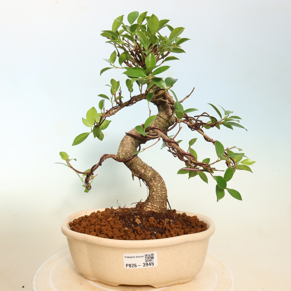 Salle bonsaï - Ficus kimmen - ficus à petites feuilles