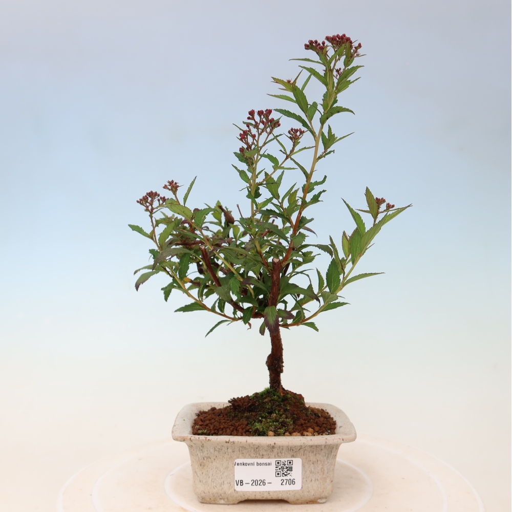 Bonsaï d'extérieur - spirée du Japon - Spirea japonica Anthony Waterer