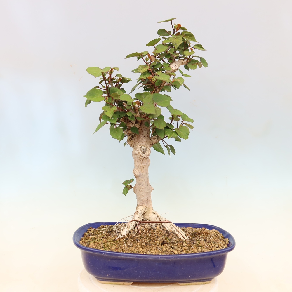 Bonsaï d'intérieur - Hibiscus tiliaceus - Hibiscus de mer