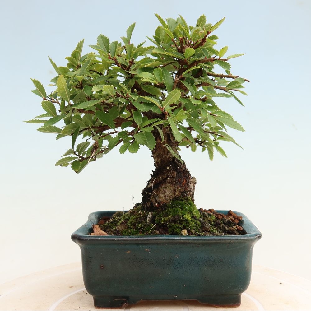 Bonsaï d'extérieur - Zelkova - Zelkova NIRE